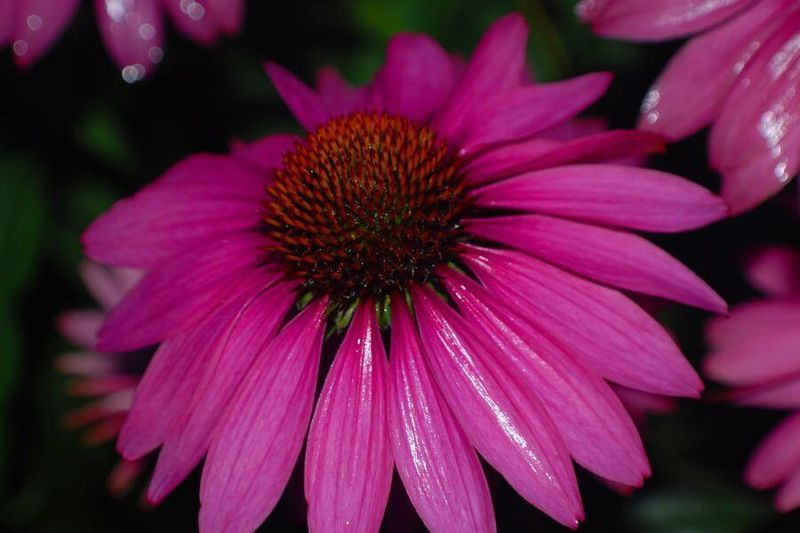 Can Echinacea Prevent the Common Cold? article image