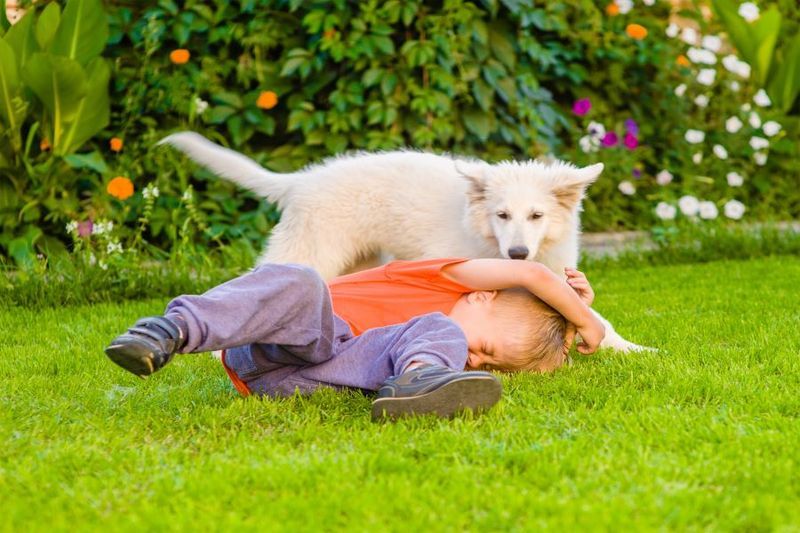 How do I Protect my Child Against dog Bites? article image