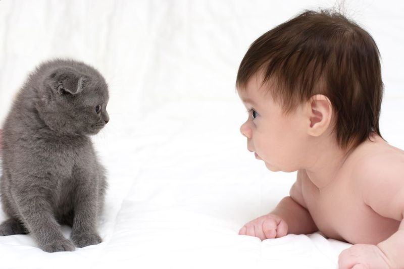How to Introduce Your cat to Your new Baby article image
