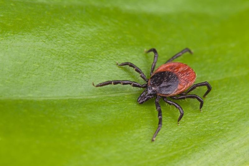 What is a Deer Tick? article image