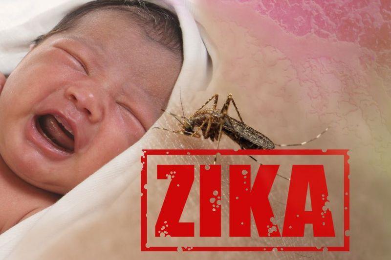 What is the Zika Virus? article image